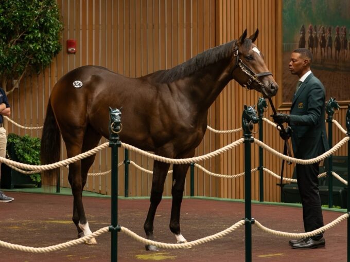 Omaha Beach's $500,000 colt, hip 550, at the 2024 Keeneland September sale - Nicole Finch photo