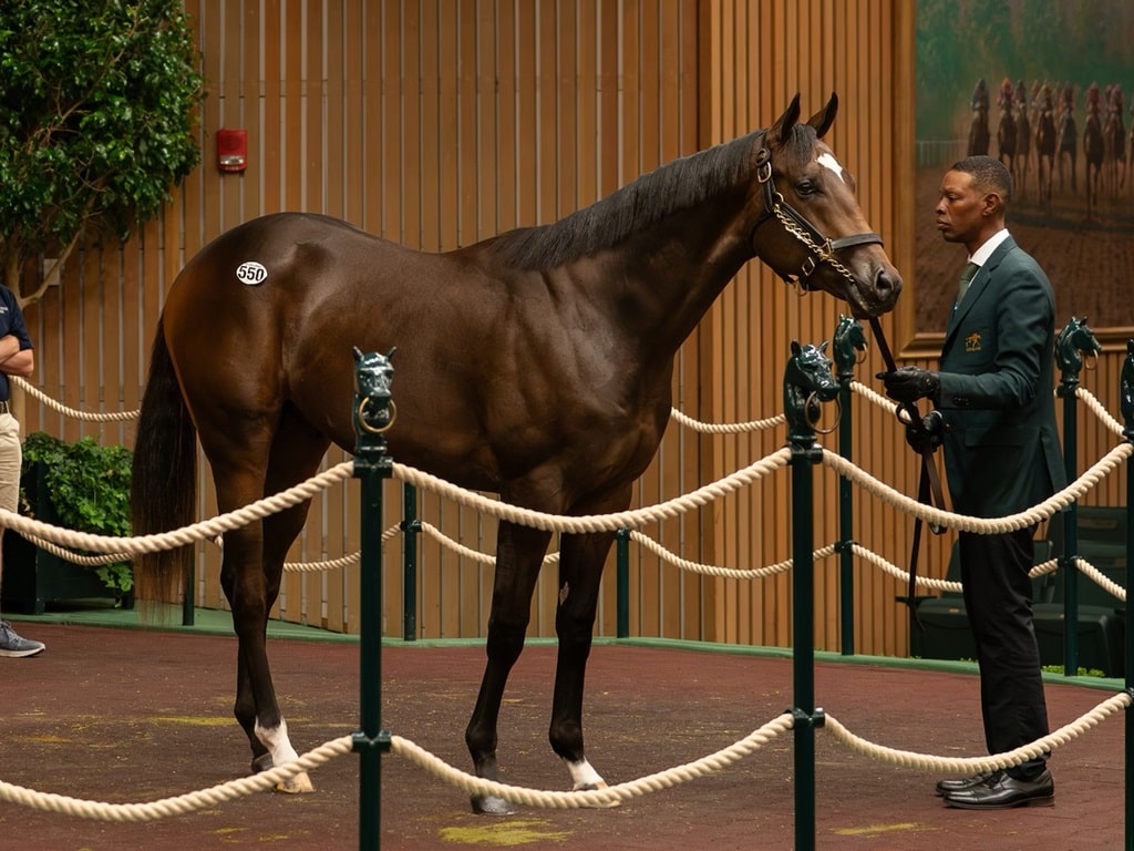 Omaha Beach's $500,000 colt, hip 550, at the 2024 Keeneland September sale - Nicole Finch photo