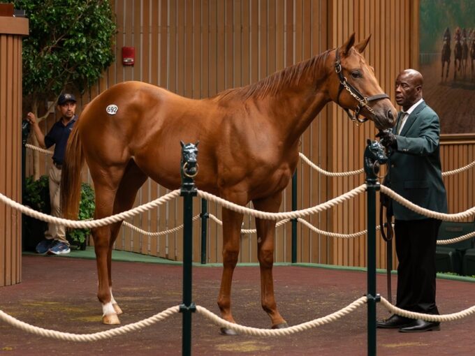 Vekoma's $625,000 filly, hip 692, at the 2024 Keeneland September sale - Nicole Finch photo