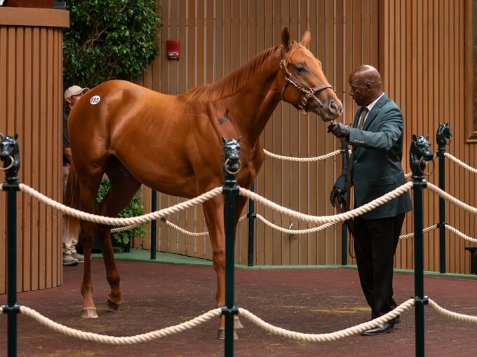 Vekoma's $600,000 colt, hip 885, at the 2024 Keeneland September sale - Nicole Finch photo