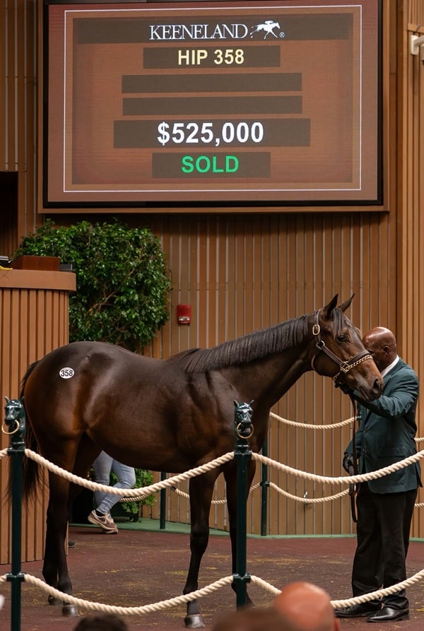 Yaupon's $525,000 filly, hip 358, at the 2024 Keeneland September sale - Nicole Finch photo