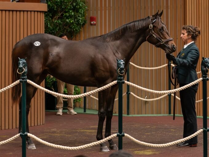 Yaupon's $900,000 colt, hip 571, at the 2024 Keeneland September sale - Nicole Finch photo