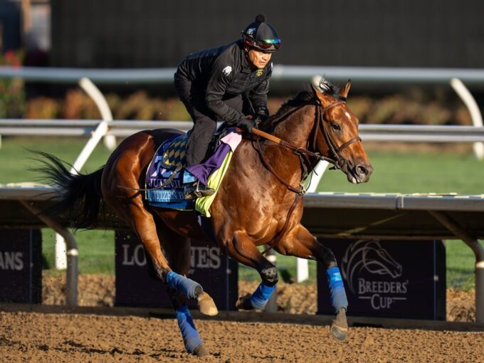 Citizen Bull training at Del Mar for the Breeders' Cup Juvenile (G1) - Nicole Finch