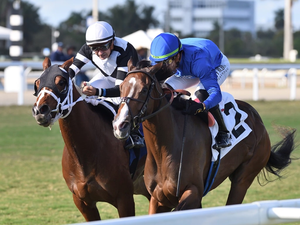 Civetta (blue silks) holds off Winning Streep to take the Wait A While S. at Gulfstream Park - Ryan Thompson