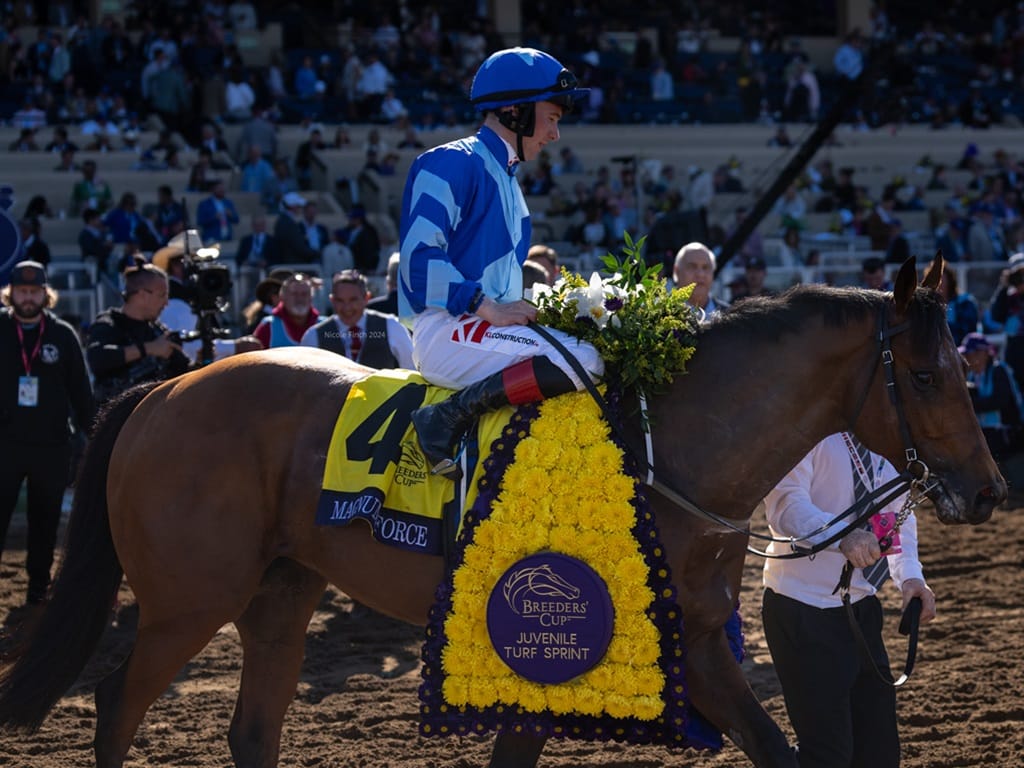 Citizen Bull adorned with the Breeders' Cup blanket following his win in the Juvenile (G1) - Nicole Finch