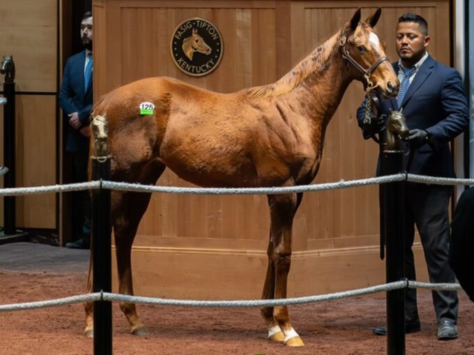 Jackie's Warrior's hip 125 at the 2024 Fasig-Tipton November sale - Nicole Finch