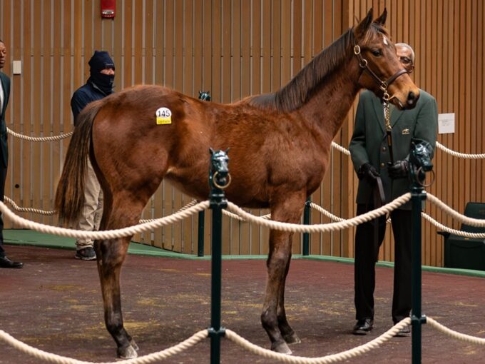 Mo Donegal's hip No. 145 in the ring at the 2025 Keeneland January sale - Nicole Finch