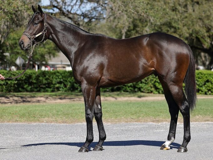 Yaupon's Fasig-Tipton Feb. 2025 Digital Sale tapper, hip No. 42 sold for $250,000 - Fasig-Tipton photo