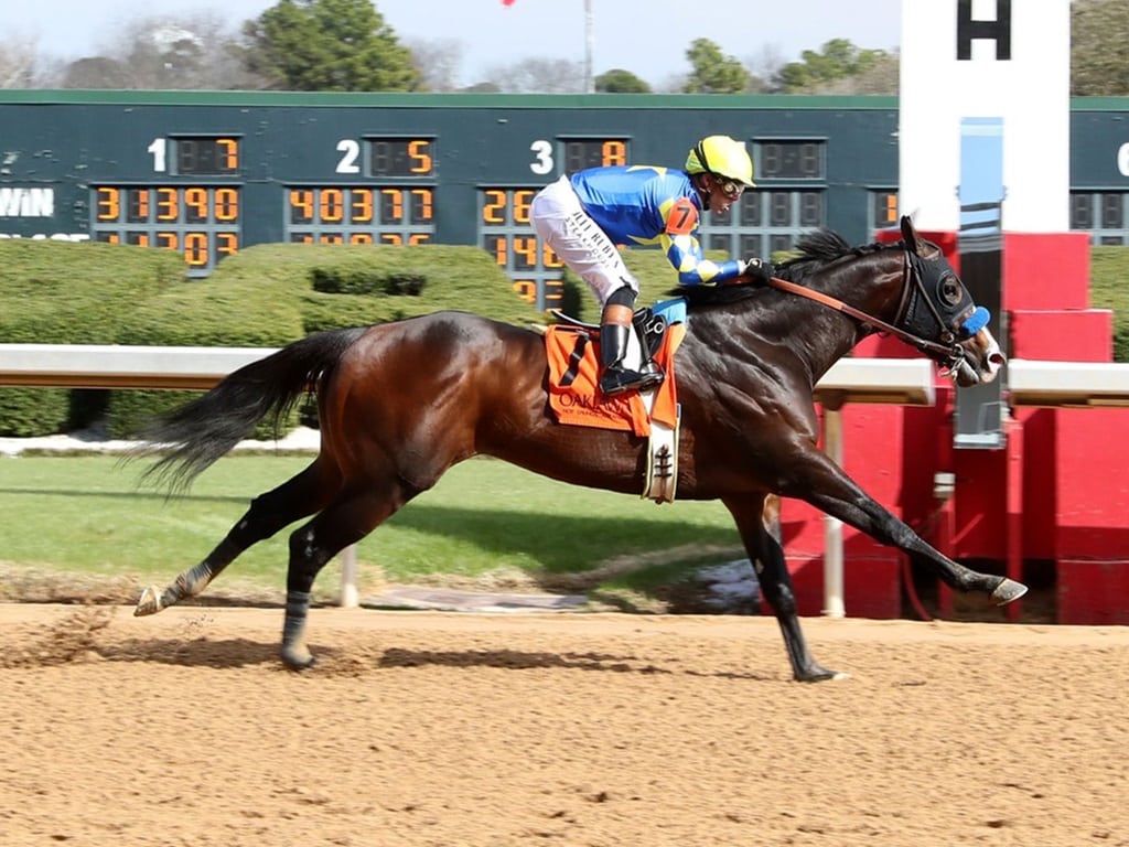 Into Mischief's Cornucopian dazzles in his Feb. 22 debut at Oaklawn Park - Coady Media