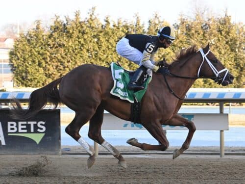 Colloquial cruises to his MSW win by seven lengths Feb. 7 at Aqueduct - NYRA photo