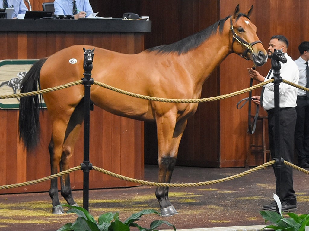 Authentic's $600,000 colt in the ring at the 2025 OBS March 2yo sale - Judit Seipert photo