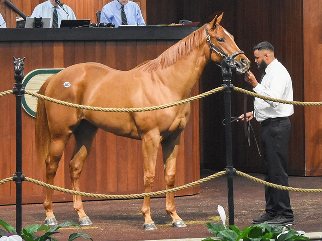 Basin's $270,000 filly, hip 302, at the 2025 OBS March 2yo sale - Judit Seipert photo