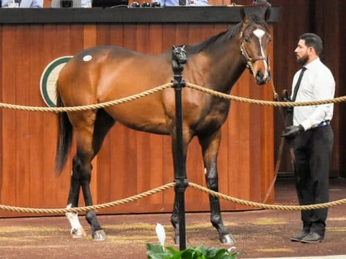 Rcok Your World's $180,000 colt, hip 438, at the 2025 OBS March 2yo sale - Judit Seipert photo