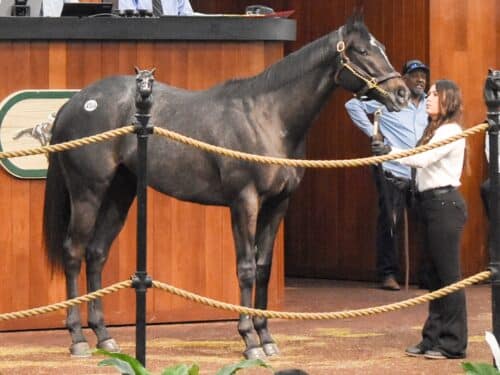 Yaupon's $400,000 colt, hip 456, at the 2025 OBS March 2yo sale - Judit Seipert photo